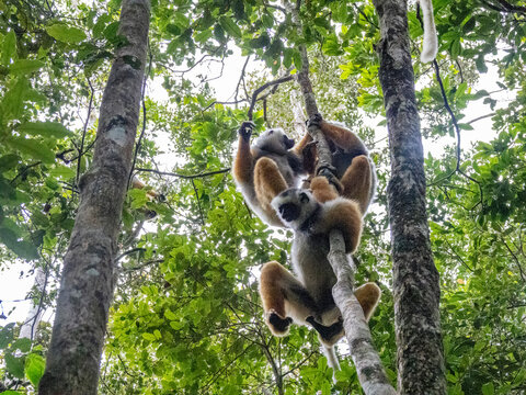 Group of diademed sifaka play in trees during a sunny day in Madagascar