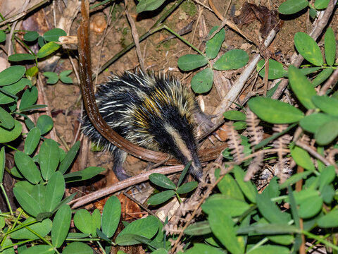 Lowland streaked tenrec forages at night in Ranomafana Botanical Gardens, Madagascar