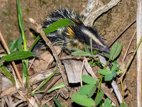 Lowland streaked tenrec foraging in the dark among plants in Madagascar at Ranomafana Botanical Gardens