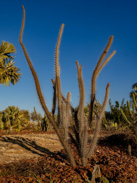 Unique plants grow in the garden of Relais de la Reine Hotel in Isalo, Madagascar under a clear blue sky
