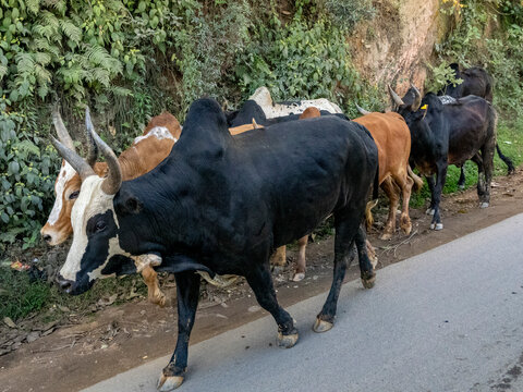 Zebu walk along the road showcasing their significance in Malagasy culture and society in Madagascar