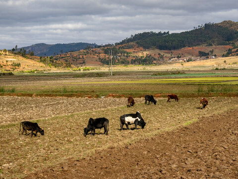 Zebu graze on farmland while farmers tend to their fields in Madagascar during a cloudy day