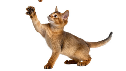 Abyssinian kitten reaching up to catch a falling treat, isolated on transparent background © Finn