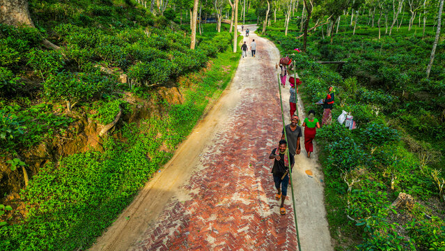 Tea pickers work along a path in the lush Sreemangal region of Bangladesh during daylight hours