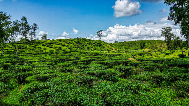 Tea cultivation spreads across hills in the Sreemangal region of Bangladesh during daytime with clear skies and greenery