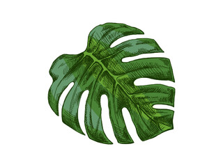 Hand drawn vintage sketch of green monstera tropical leaf in botanical engraving style vector illustration © Mariia Mazaeva