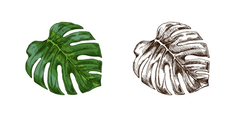Hand drawn vintage sketch set of green monstera tropical leaves in botanical engraving style vector illustration © Mariia Mazaeva