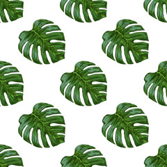 Hand drawn vintage seamless pattern of green monstera tropical leaves in botanical engraving style vector illustration © Mariia Mazaeva