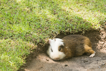 Fototapeta premium Guinea Pig Sunbathing: A charming guinea pig luxuriates in the warmth of the sun near its burrow, basking in the joy of a summer day and the soft earth.