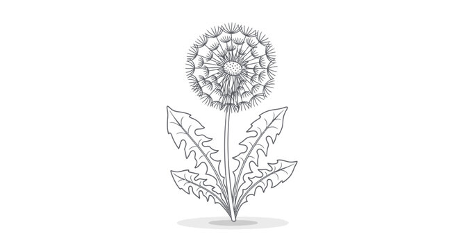 Dandelion flower line art botanical illustration on white background