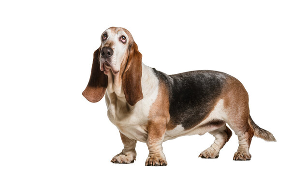 Tri-color Basset Hound dog with long floppy ears, isolated on transparent background