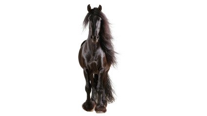 Majestic black Friesian horse with flowing mane, isolated on transparent background © Finn