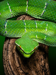 Obraz premium Macro close-up of a vibrant green pit viper snake coiled around a tree branch in a tropical rainforest environment. Detailed scales, striking yellow eyes, and natural camouflage create a dramatic wild
