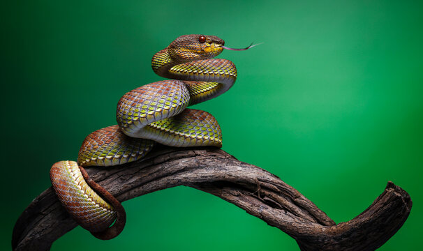 Close-up macro photograph of a colorful pit viper snake coiled on a twisted tree branch with vibrant green background. Detailed scales, intense eye contact, and dramatic lighting create an exotic trop