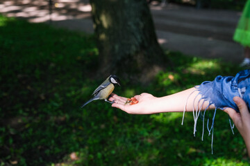 A person is feeding a bird with a hand © Serg