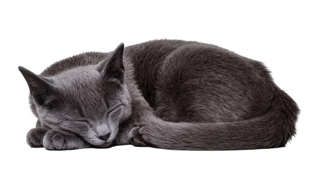 Fluffy grey cat sleeping curled up, isolated on transparent background