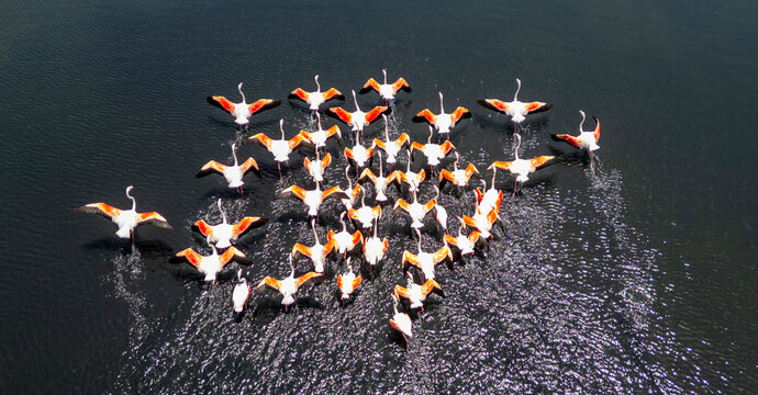 Flamingos gather and move in formation over saltpans in Tavira, Algarve during a sunny day