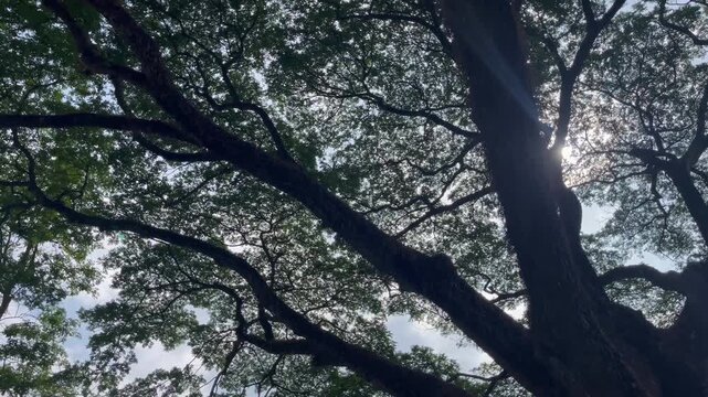 Outdoors garden surrounded by flower blossoming trees, stock footage