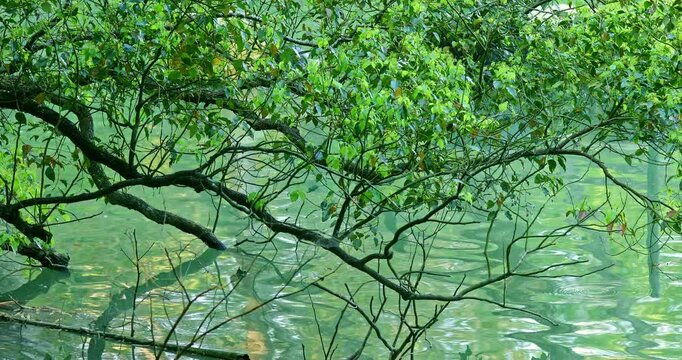 The winding tree branches and their reflections in the clear, emerald-green lake water