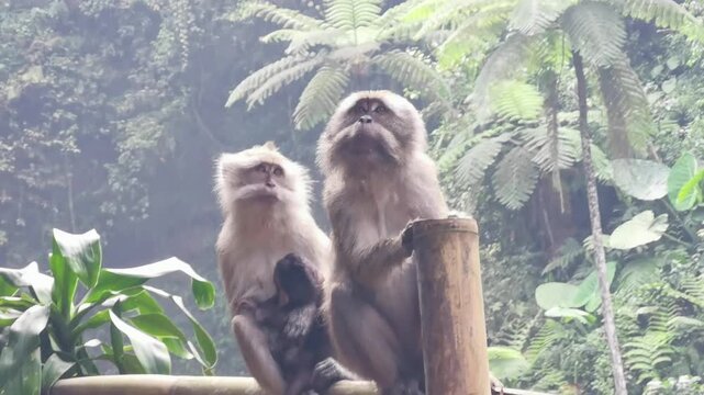 Family of monkeys with a little baby macaque near Tample in Monkey Forest.