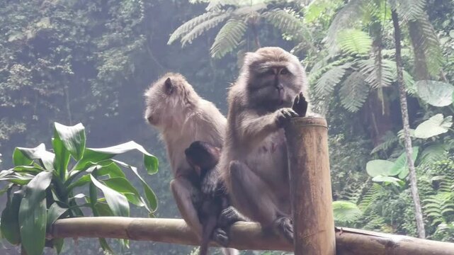 Family of monkeys with a little baby macaque near Tample in Monkey Forest.