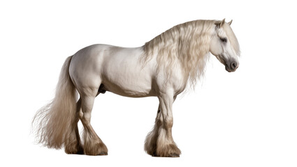 Majestic white Shire horse with long flowing mane and tail, isolated on transparent background © Finn