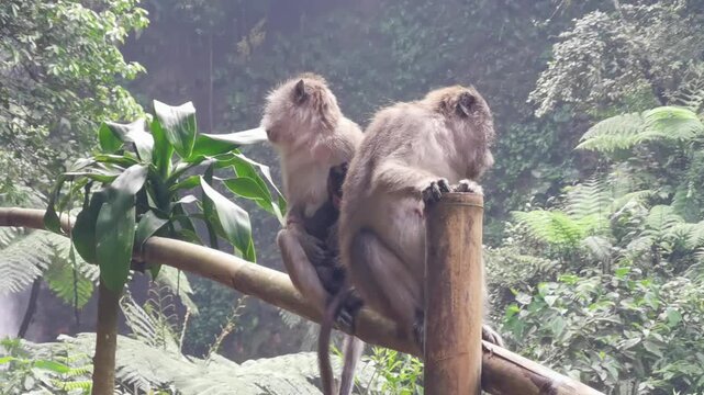 Family of monkeys with a little baby macaque near Tample in Monkey Forest.