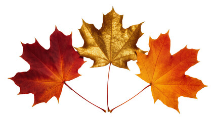 Naklejka premium Three maple leaves in autumn colors, isolated on transparent background