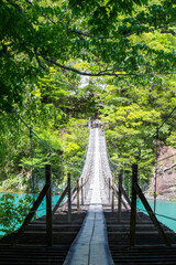 Fototapeta premium 新緑の夢のつり橋