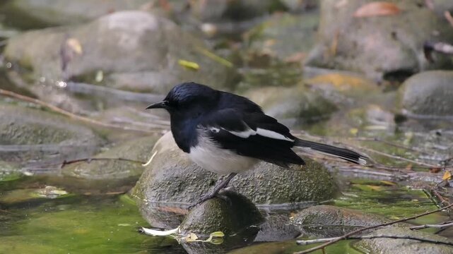 Oriental Magpie-robin drinking water and hopping on mossy rocks