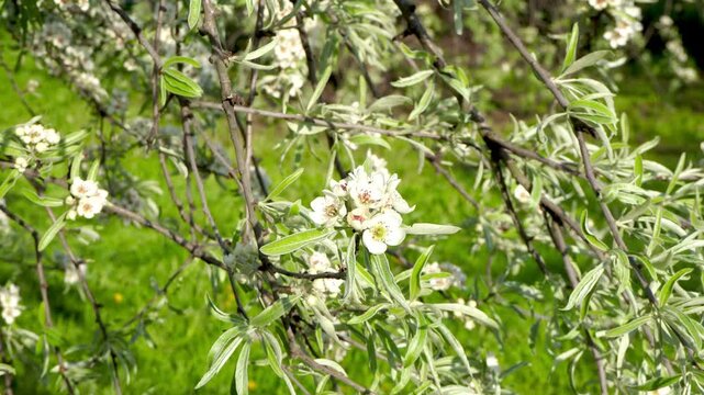 Flowering willow-leaved pear tree with white blossoms and silver leaves. Pyrus salicifolia in bloom. Beautiful spring branches in sunny garden. 4K footage.