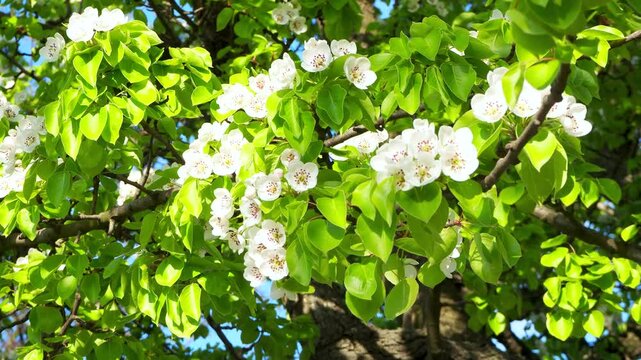 Branch of a pear or apple tree with delicate white flowers and green leaves swaying in wind. Beautiful spring blossoms against in spring garden 4K footage.