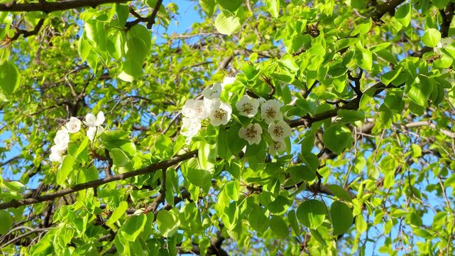 White pear blossoms with green leaves swaying in wind against blue sky. Pyrus communis in bloom. Beautiful fruit tree blooming in lush garden under sunlight. Vivid symbol of spring 4K footage.