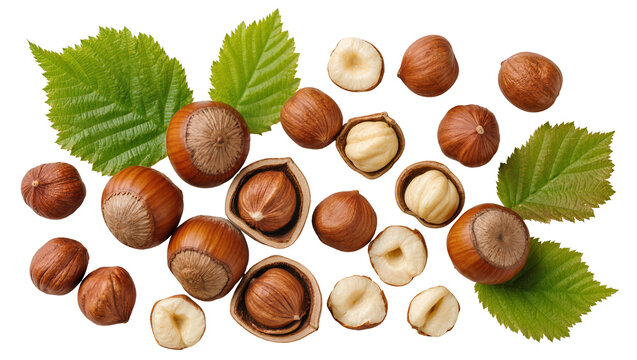 Whole and halved hazelnuts with green leaves, isolated on transparent background