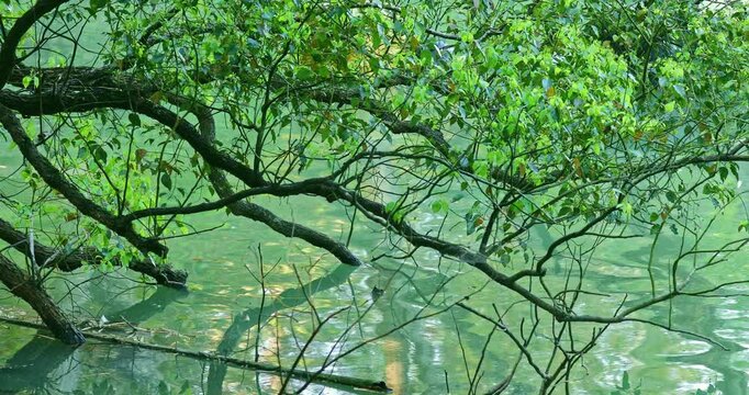 The winding tree branches and their reflections in the clear, emerald-green lake water