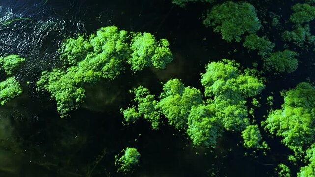 Algae Bloom on Water Surface: An aerial perspective of an algae bloom reveals a striking contrast of vivid green amidst the dark waters, reflecting an environmental phenomenon