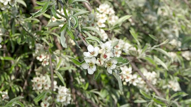 Blooming willow-leaved pear tree with white blossoms and silver leaves sway in breeze. Pyrus salicifolia in bloom. Beautiful spring branches in sunny garden slow motion footage.