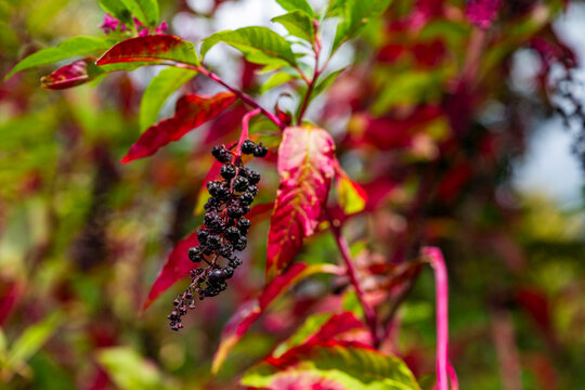 Ajika spice tree with dark berries growing in Abkhazia, Russia during a sunny day