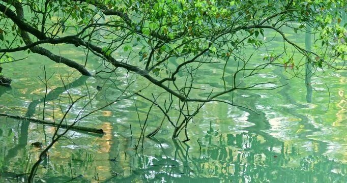 The winding tree branches and their reflections in the clear, emerald-green lake water