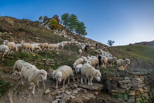 Shepherds guide their flock of sheep on the hillside in Gamsutl Dagestan during a clear evening