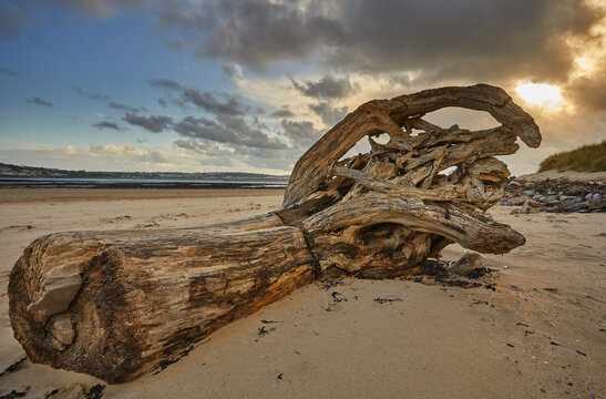 Rotting tree trunk washed up on the beach at Crow Point in Barnstaple, Devon during low tide with clouds in the sky