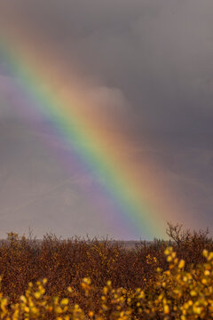 Rainbow arches over autumn shrubs in Thingvellir National Park during changing weather