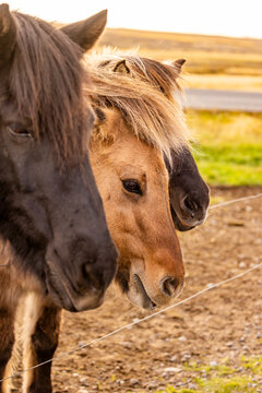 Three Icelandic horses lined up behind a wire fence showcasing their strong profiles and layered manes in Iceland