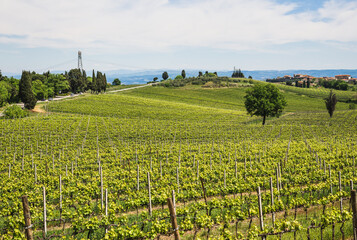 Obraz premium Vineyard in Rows Tuscany near Siena, Italy 