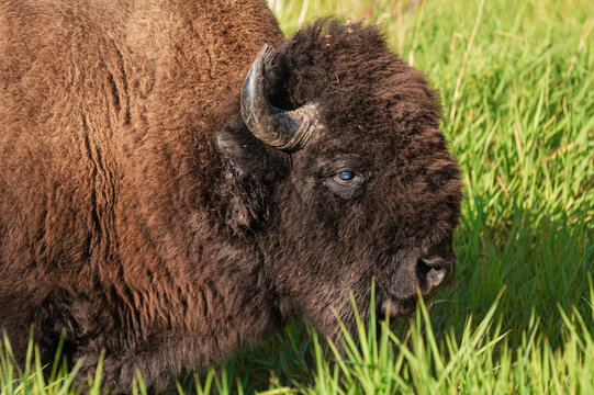 Wild bull plains bison grazing on grass in Elk Island National Park during daylight in Alberta Canada