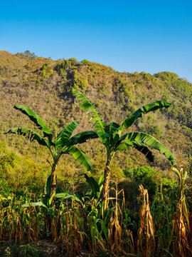 Mountains and fields surrounding Semuc Champey in Guatemala with green plants and a clear blue sky