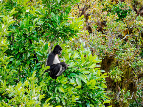 Spider monkey sits on tree branches in Yaxha Archaeological Site in Guatemala during daytime