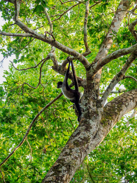 Spider monkey climbs tree in Yaxha Archaeological Site, Peten Department, Guatemala during bright daylight hours