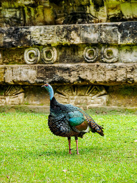 Ocellated turkey in Tikal National Park, a unique bird species found in Guatemala's lush environment