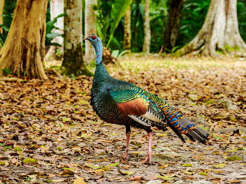 Ocellated turkey walks on leaf-covered ground in Tikal, capturing attention with its bright plumage